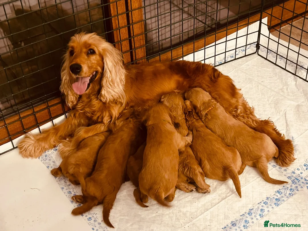 Cockapoo dogs for sale: 7 handsome cockapoo boys  in Pudsey - Advert 1