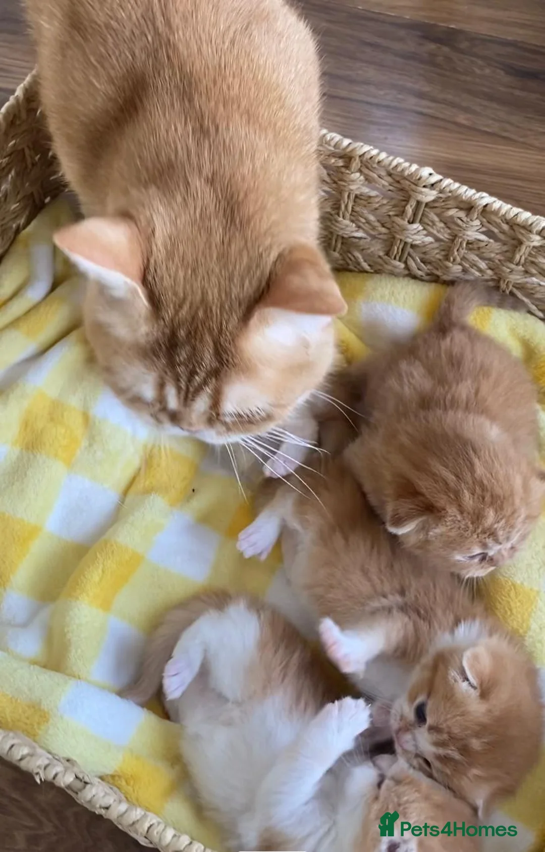 Scottish Fold cats for sale: LICENSED CATTERY PURE BREED TOP QUALITY KITTENS - Advert 15