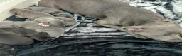 Staffordshire Bull Terrier dogs for sale: Stunning original black/blue Staff pups *rare* - Advert 8