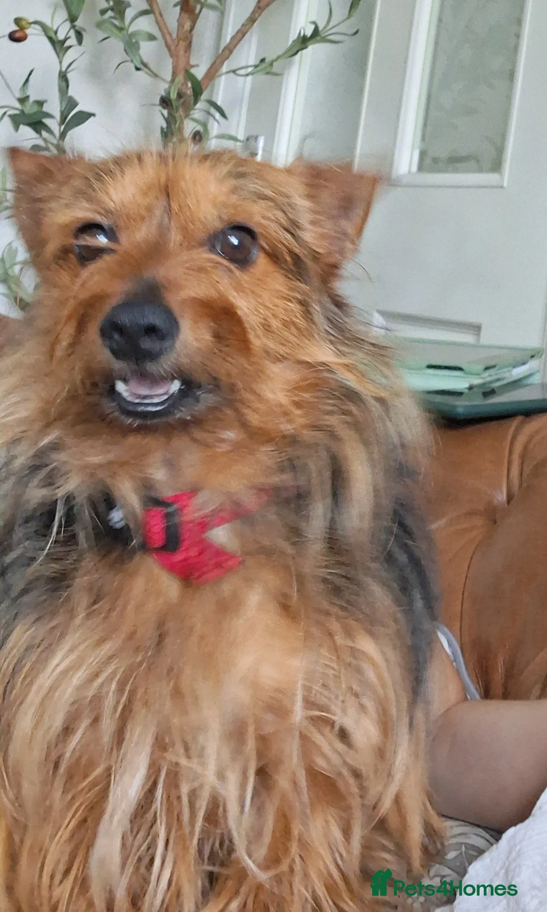 Chorkie dogs for sale: New home for Ruff - Advert 2