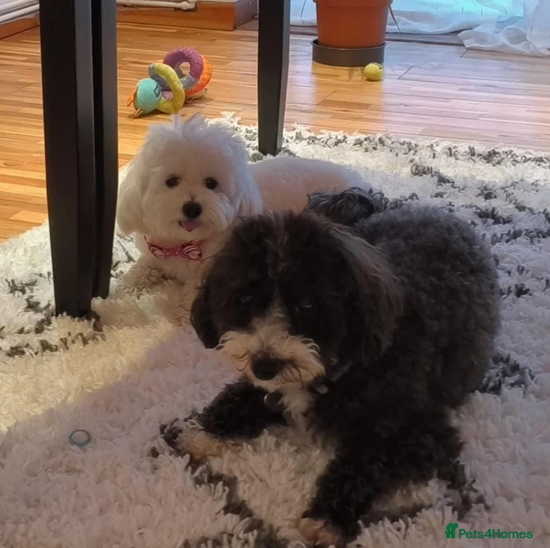 Maltipoo dogs for sale: Adorable Maltipoo Puppies  in Fareham - Advert 11