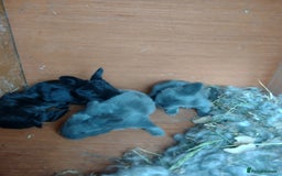 Angora rabbits for sale: Beautiful Blue and Smoke Angora Babies - Image 2