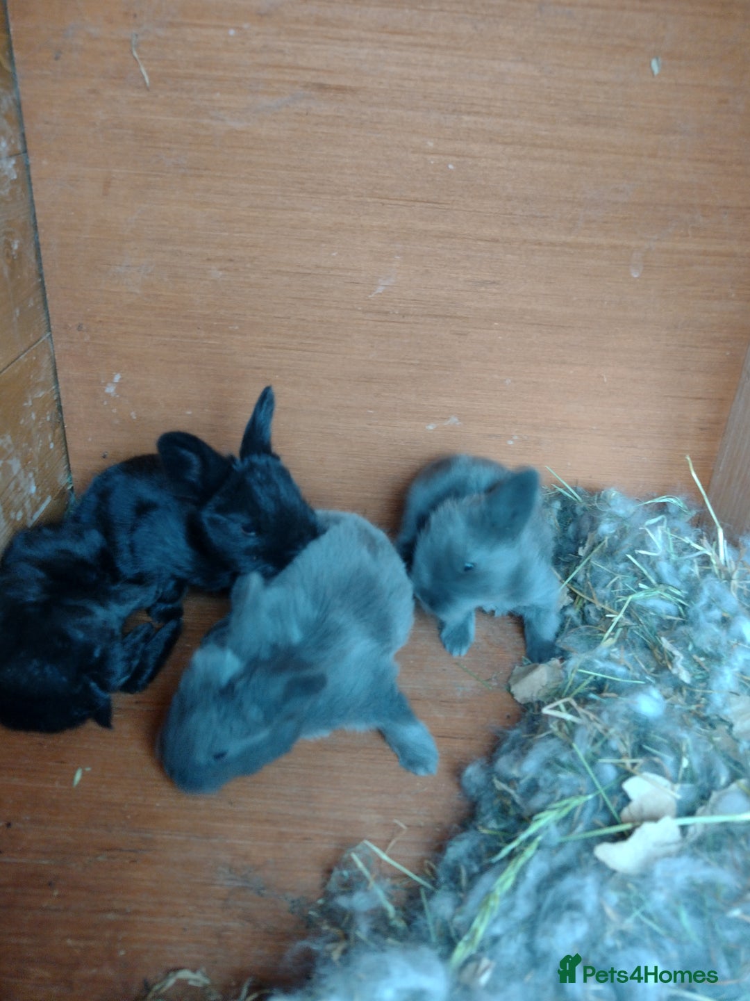 Angora rabbits for sale: Beautiful Blue and Smoke Angora Babies - Image 2
