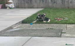 French Bulldog dogs for sale: 2 beautiful french bulldog puppies available  in Oldbury - Image 8
