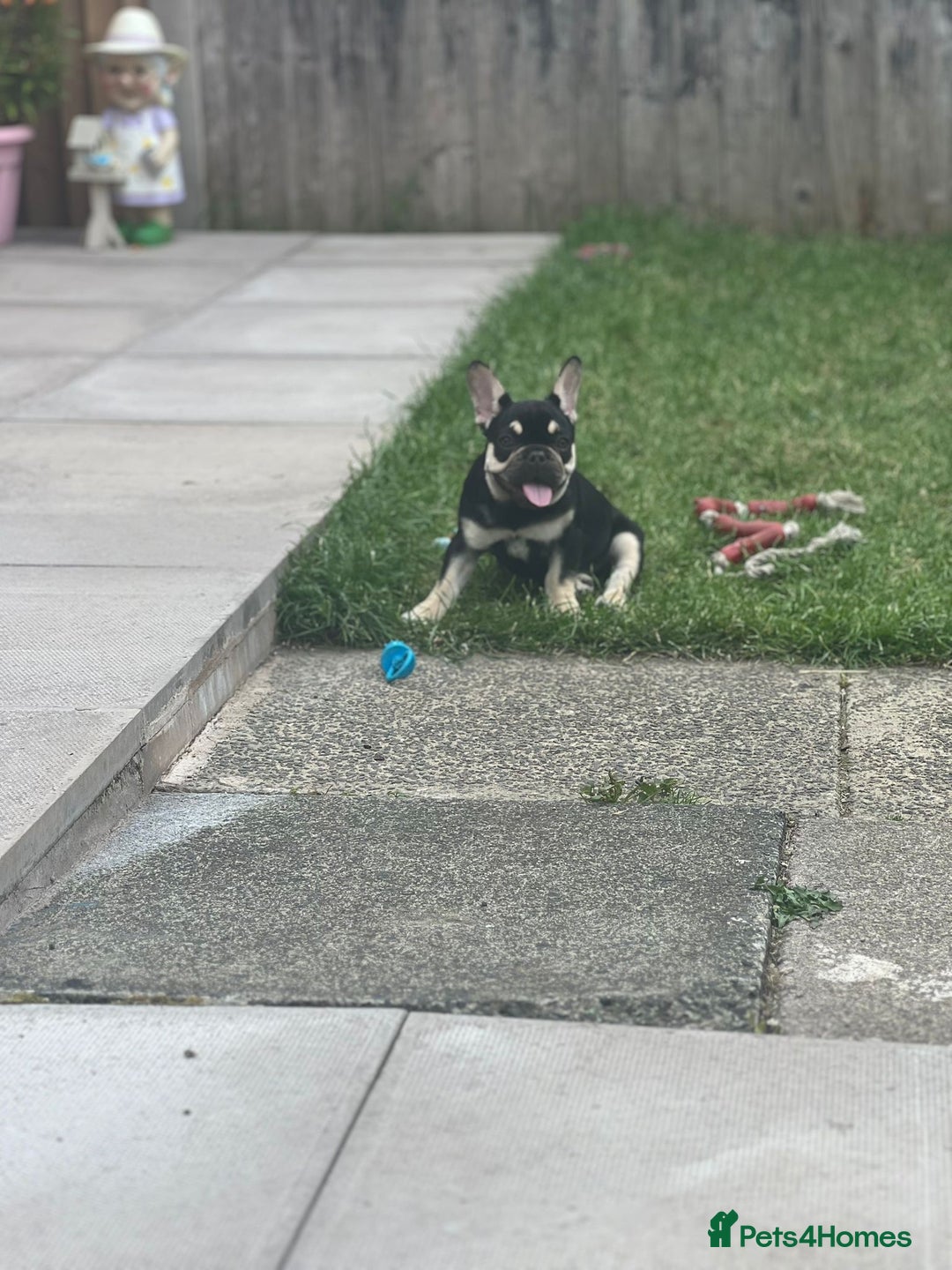 French Bulldog dogs for sale: 2 beautiful french bulldog puppies available  in Oldbury - Image 8