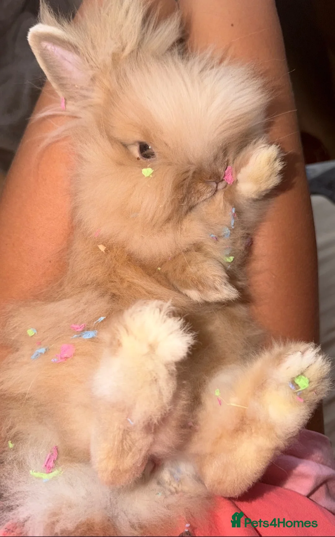 Netherland Dwarf rabbits for sale: Teddy Dwerg Rabbit  - Advert 1