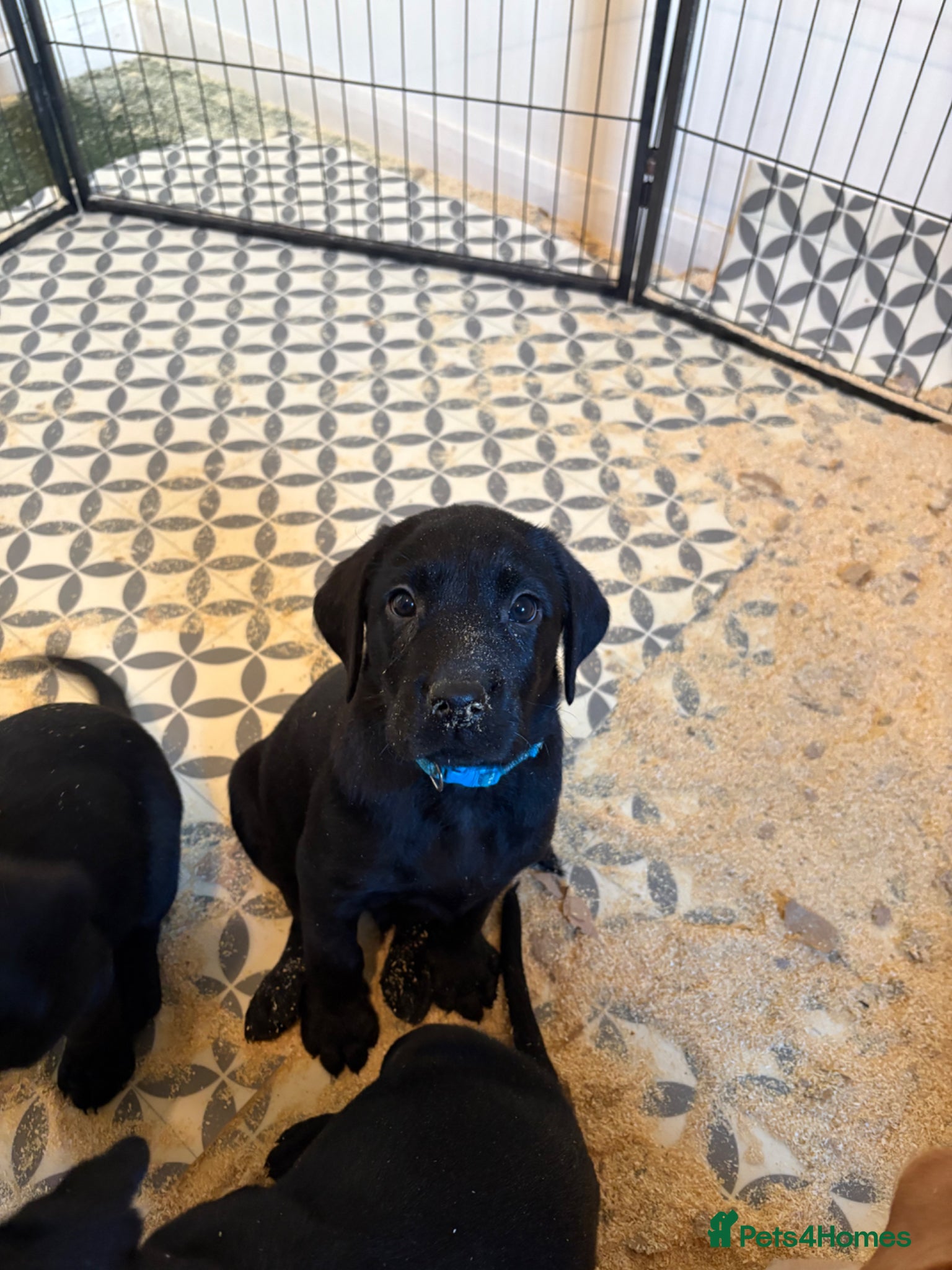 Labrador Retriever dogs 3 kc registered puppies (3 dogs left) - Advert 10