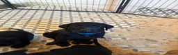 Labrador Retriever dogs for sale: 3 kc registered puppies (3 dogs left) - Advert 5
