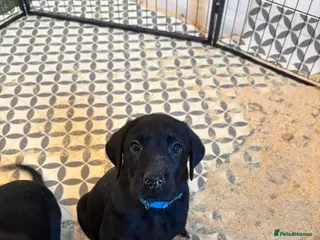 Labrador Retriever dogs 3 kc registered puppies (3 dogs left) - Advert 3