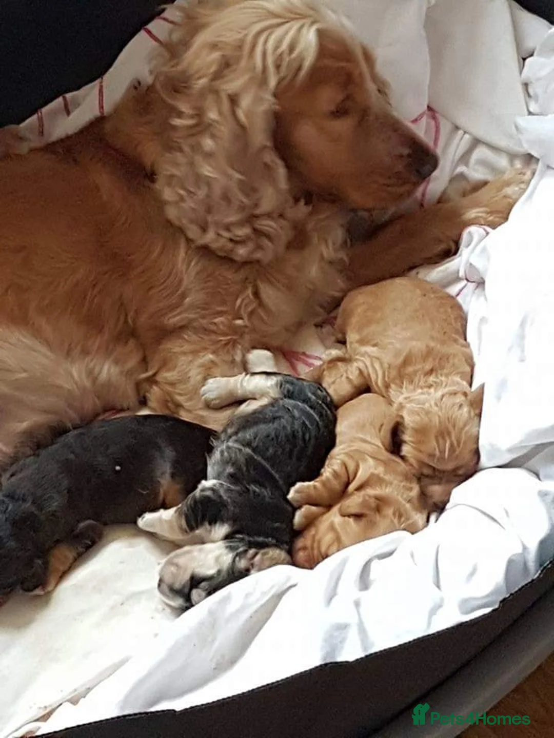 Mixed Breed dogs for sale: 5 month old Sprocker Spaniel in Birmingham - Advert 2