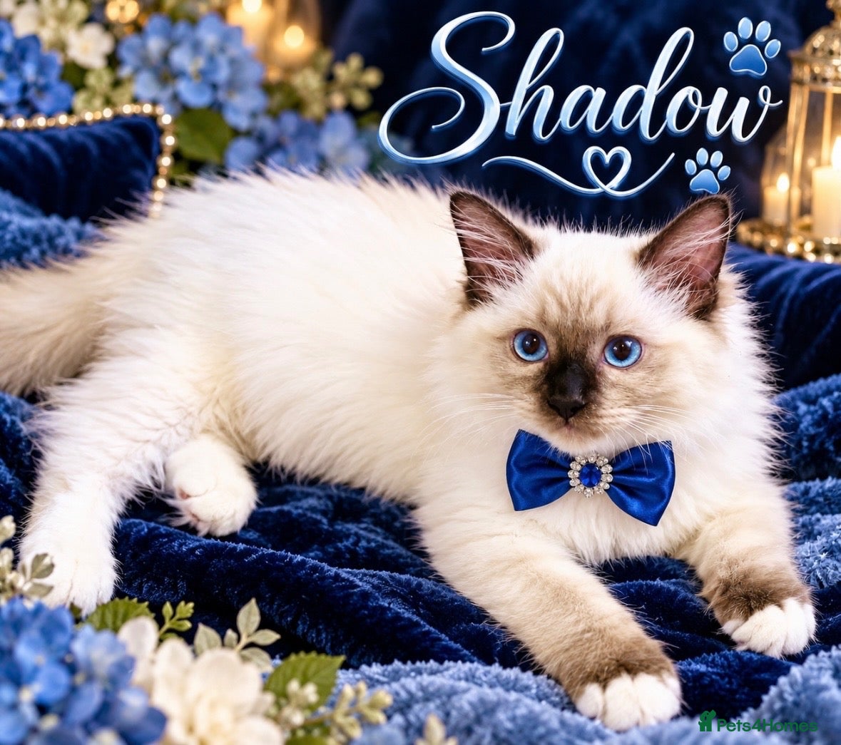 Ragdoll cats ❤️ Very special homes needed GCCF RAGDOLLS  - Advert 2