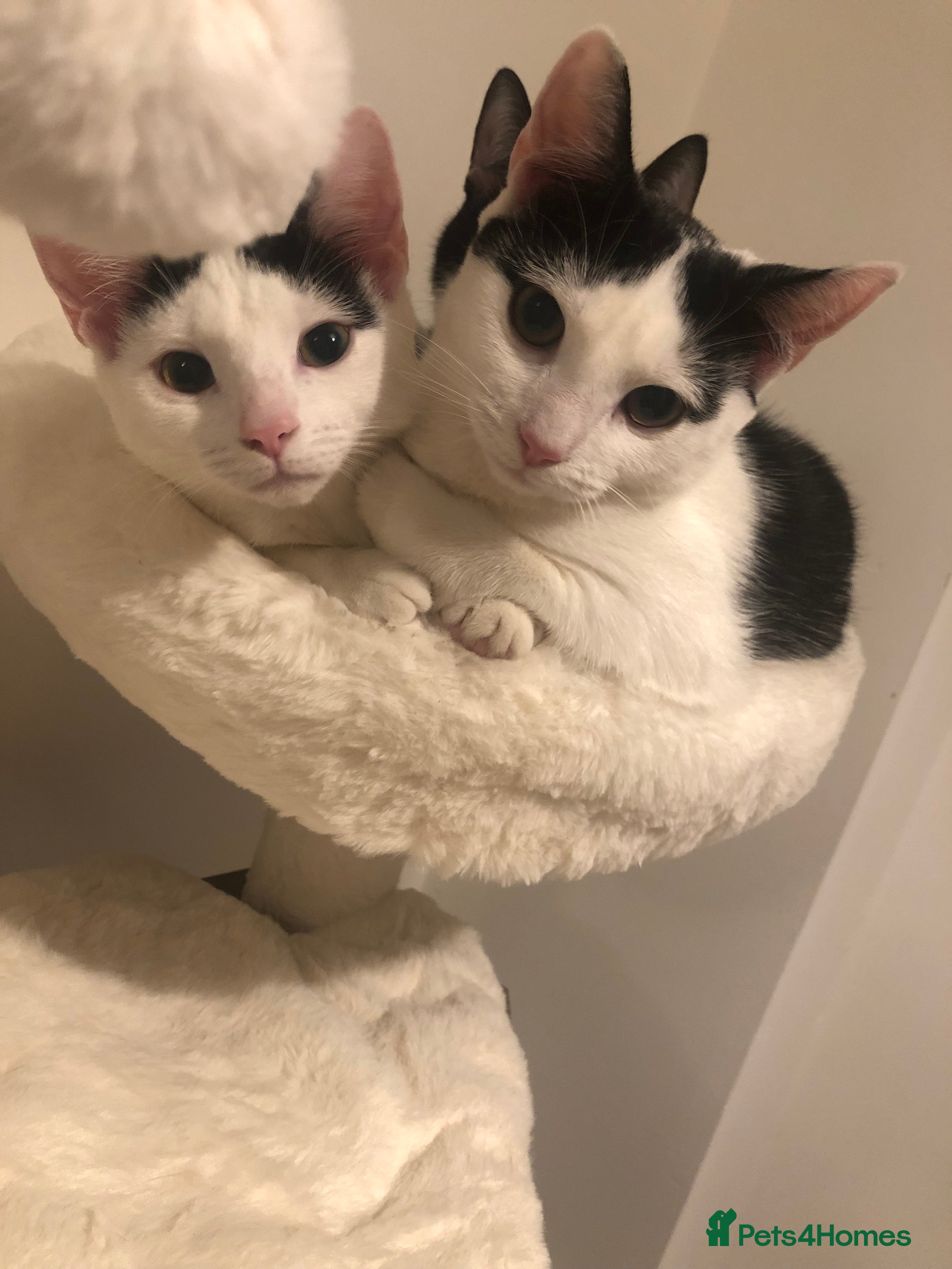 European cats 2 adorable female kittens 16 weeks  - Advert 3