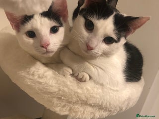 European cats - Advert 1