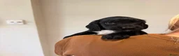 Sprocker dogs for sale: Sprocker spaniel  - Advert 11