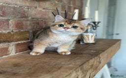 British Shorthair cats for sale: BSH golden kittens - Image 4