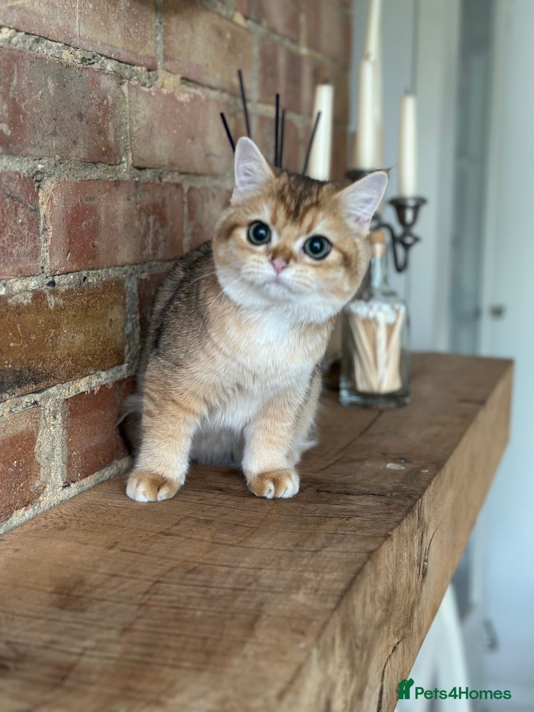 British Shorthair cats for sale: BSH golden kittens - Image 4