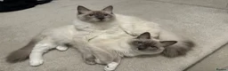 Ragdoll cats for sale: Pair of gorgeous, affectionate ragdoll cats in Glasgow - Advert 3