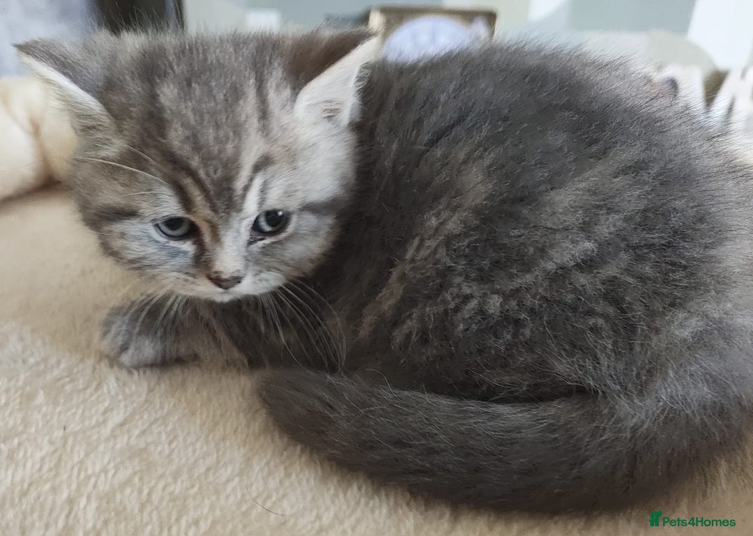 British Shorthair cats for sale: 8 BRITISH SHORTHAIR KITTENS GCCF REGISTERED  - Advert 9