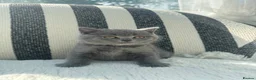 British Shorthair cats for sale: British Shorthair Kittens Blue - Advert 17