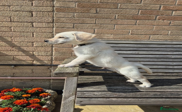Labrador Retriever dogs - Advert 15