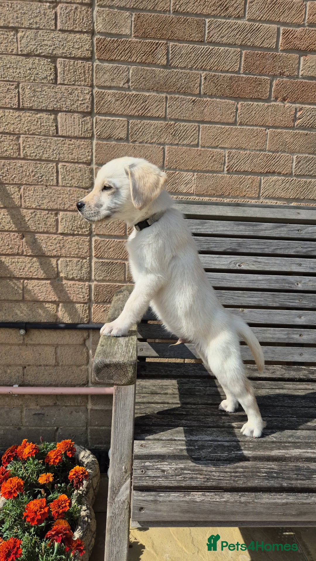 Labrador Retriever dogs for sale: READY TO GO NOW! Beautiful labrador puppies - Image 1