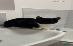 Mixed Breed cats for sale: Beautiful cats  - Image 4
