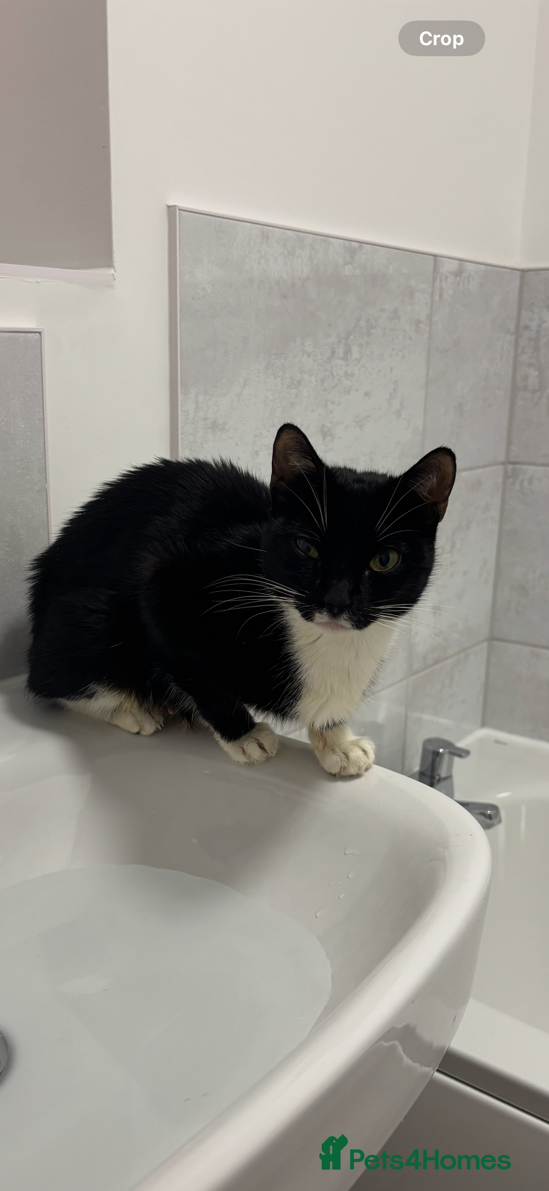 Mixed Breed cats for sale: Beautiful cats  - Image 4