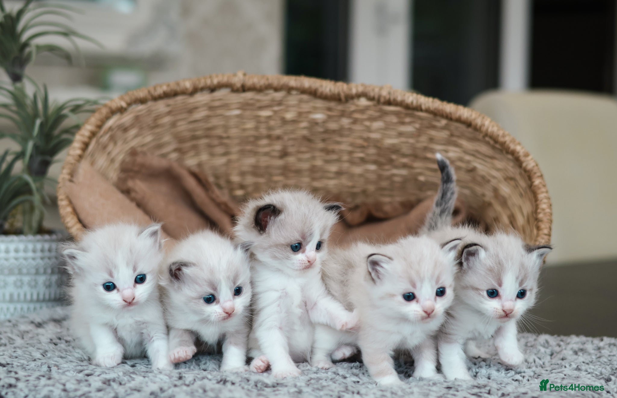 Ragdoll cats for sale: Tica Registered 💎 Ragdoll Kittens - Advert 1