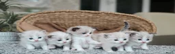 Ragdoll cats for sale: Tica Registered 💎 Ragdoll Kittens - Advert 1