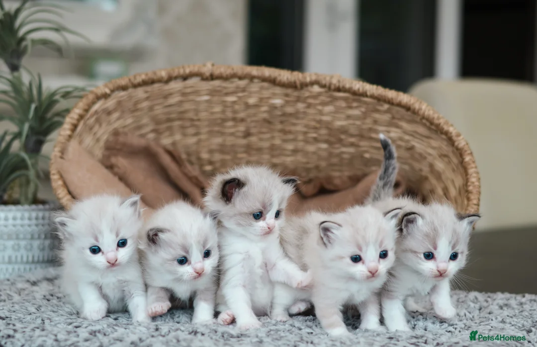 Ragdoll cats for sale: Tica Registered 💎 Ragdoll Kittens - Advert 1