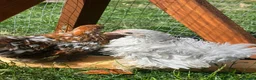 Chickens poultry for sale: Frizzle - pekin bantam pullets - Advert 1