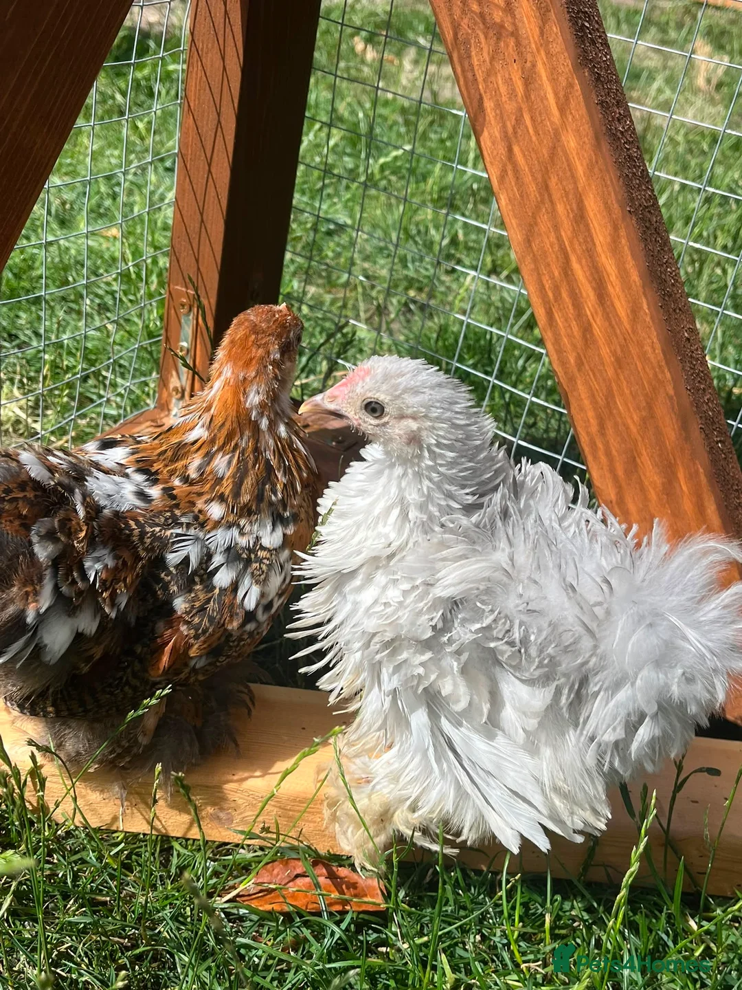 Chickens poultry for sale: Frizzle - pekin bantam pullets - Advert 1