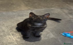 Egyptian Mau cats for sale: TICA reg Spotted EgyptianMau x Bengal LOWEST PRICE - Image 10