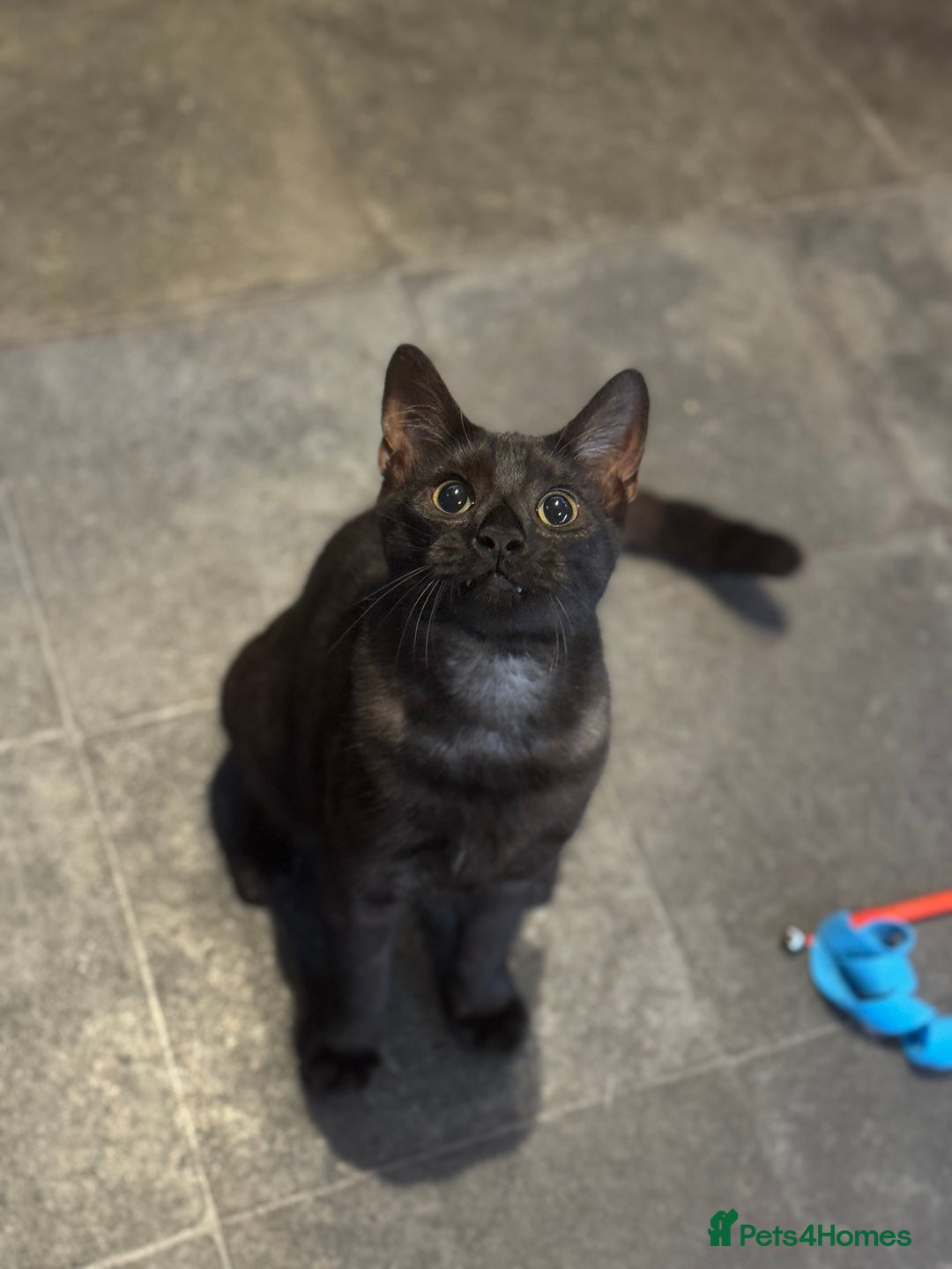 Egyptian Mau cats for sale: TICA reg Spotted EgyptianMau x Bengal LOWEST PRICE - Image 10