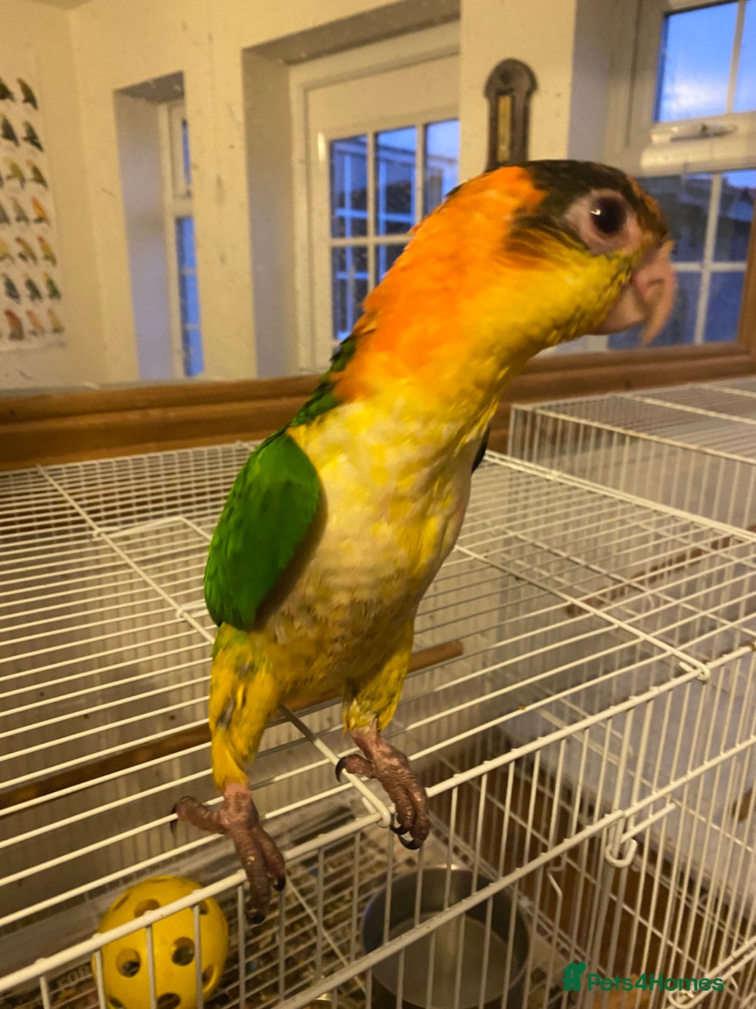 Parrots birds for sale: Yellow Thighed Caique - Image 2