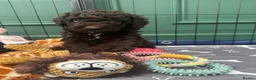 Cockapoo dogs for sale: 🤎 Chocolate Cockapoo’s 🤎 Health Tested 🤎 - Advert 23