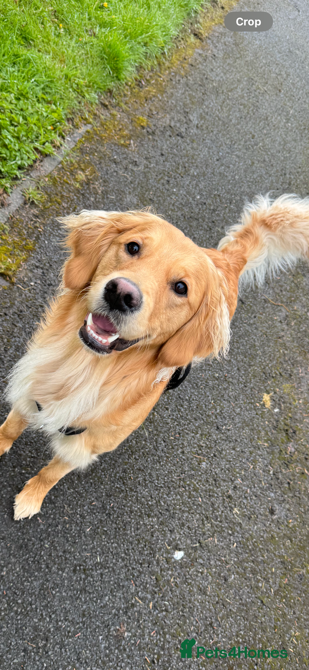 Golden Retriever dogs for sale: Perfect Golden Retriever Puppies - Advert 6