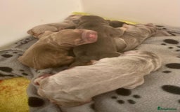 French Bulldog dogs for stud: NEW SHADE ISABELLA health tested  in Hastings - Image 10