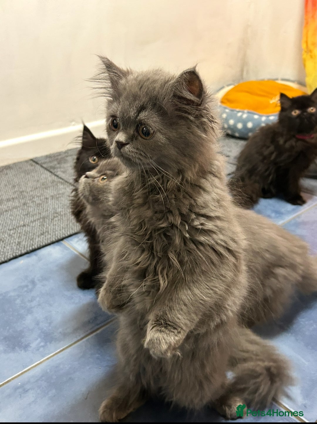 Persian cats for sale: Persian kittnes for sale London  - Advert 16