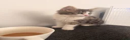 Mixed Breed cats for sale: Beautiful Girl kitten for sale  in Crewe - Advert 10
