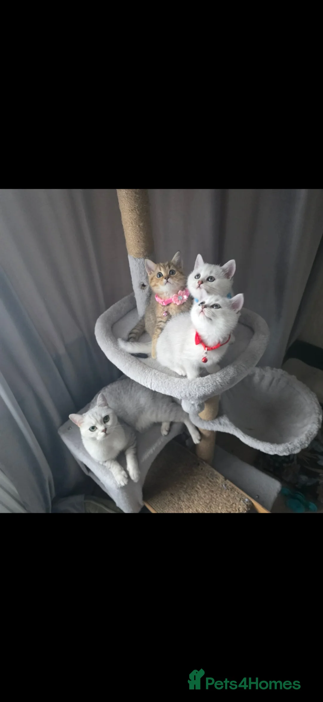 British Shorthair cats for sale: British Shorthair kittens  - Advert 12