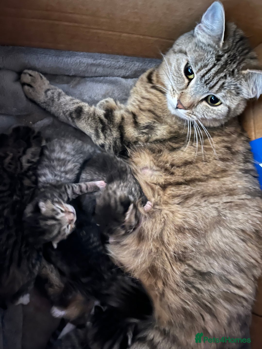 Mixed Breed cats for sale: 4 kittens looking for their forever homes  - Image 7