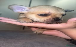 French Bulldog dogs for sale: 8 beautiful French bulldog puppies  - Image 2