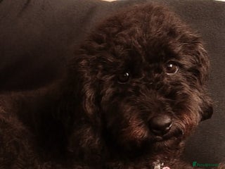 Labradoodle dogs Labradoodles Multigen - Family raised - Advert 7