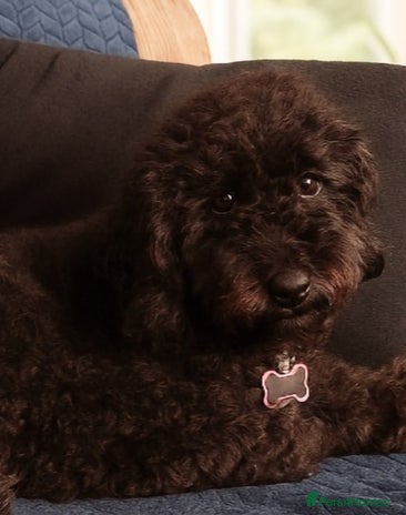 Labradoodle dogs Labradoodles Multigen - Family raised - Advert 1