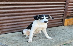 Mixed Breed dogs for adoption: OTIS - a Handsome and gentle boy for a Loving Home - Image 3