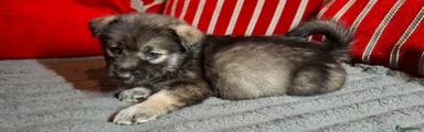 Mixed Breed Puppy 6