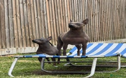 Mixed Breed dogs for sale: American hairless puppy - Image 5