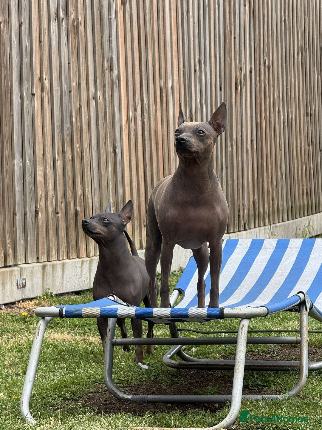 Mixed Breed dogs for sale: American hairless puppy - Image 5