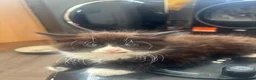 Mixed Breed cats for sale: Mainecoon/BomBay Kittens  - Advert 2